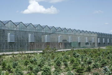 Fototapeta na wymiar greenhouse with plants in a greenhouse