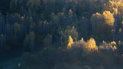 Fototapeta na wymiar Morning sunlight over dark autumn forest