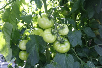 Greenhouse where tomatoes are grown