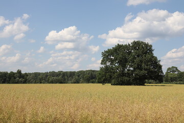 field of wheat and sky