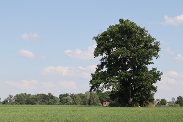 tree in field