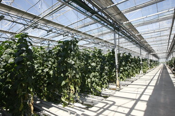 Green cucumbers growing in a greenhouse