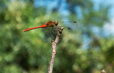 Red dragonfly sitting on a branch against a background of green trees on a summer day