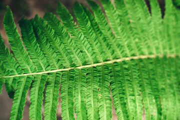 Textured background of green fern leaves