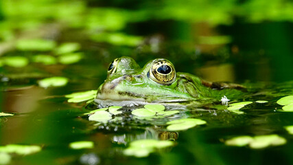 Frosch in einem Teich, aus Wasser schauend