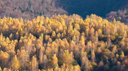 Fototapeta na wymiar Morning sunlight over birch forest in autumn