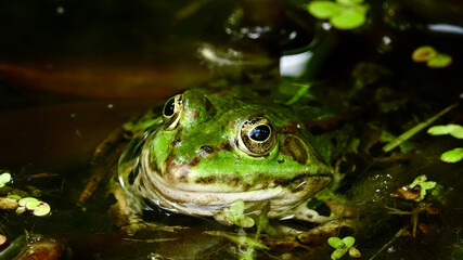 Frosch in einem Teich, aus Wasser schauend