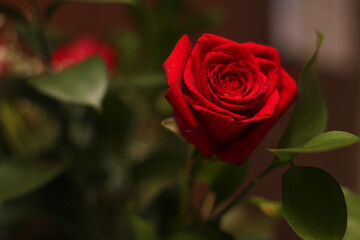 Red rose with green stem grown in beautiful colombia
