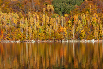 Morning sunlight over birch forest in autumn, reflecting in lake