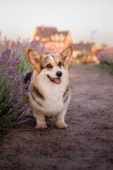 Naklejka na ściany i meble Dog in lavender flowers. Lovely pet. Corgi dog on a lavender field. Pet in nature