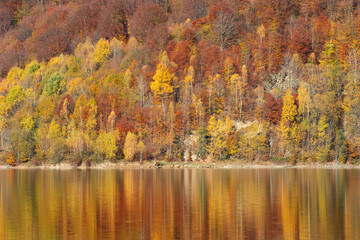 Autumn landscape, birch forest reflection in lake