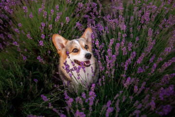 Dog in lavender flowers. Lovely pet. Corgi dog on a lavender field. Pet in nature