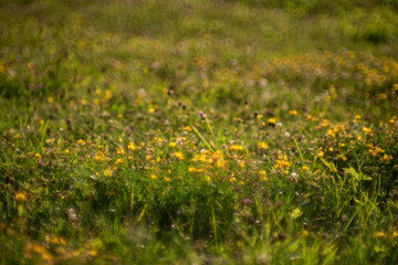 Green meadow grass. Abstract background with bokeh effect.