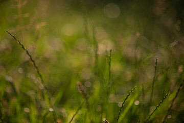 Green meadow grass. Abstract background with bokeh effect.