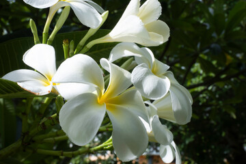 Naklejka na ściany i meble White plumeria beautiful flowers on tree