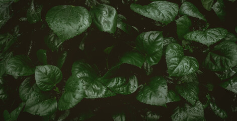 Naklejka na ściany i meble closeup view of green leaf in garden, dark wallpaper concept, nature background, tropical leaf