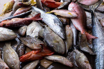 fresh fish at the market