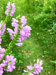 淡いピンクの花