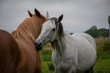 Obraz premium a mare grooming a gelding