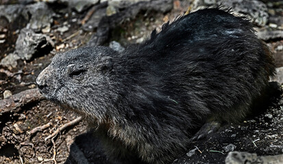 Marmot sitting near its hole. Latin name – Marmota marmota	