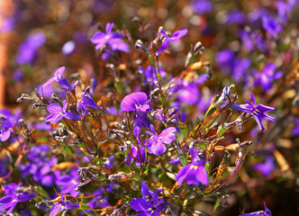 Fototapeta premium Blooming little violet lobelia flowers among green stems. Campanulaceae. Flowering plant. Close up.