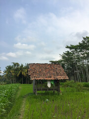 A hut is located between rice fields and corn fields. This hut is used by farmers to rest.