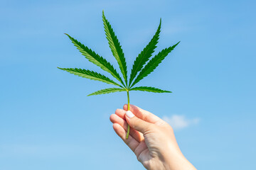 Fototapeta na wymiar Cannabis leaf in hand on a sunny day against the blue sky. The concept of growing marijuana, application in medicine. Weed Control Medicine Sheet