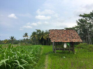 Naklejka na ściany i meble A hut is located between rice fields and corn fields. This hut is used by farmers to rest.