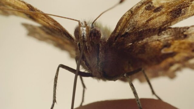 Butterfly sits the skin on a human hand and lics, macro