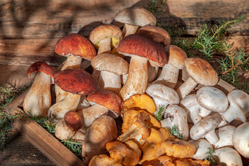 Wild boletus, chanterelle mushrooms, champignon for culinary, dietary healthy food