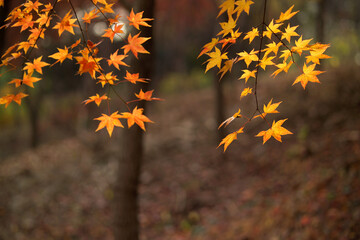 Maple leaves shining in the sunlight