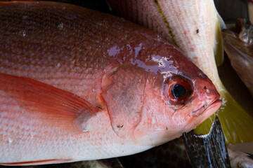 fish in the market