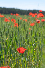 Flowers Red poppies blossom on a barley field.