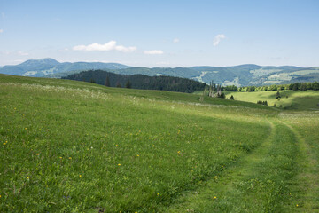 landscape in the southern black forest in germany, on the “Gisiboden Alm”.
