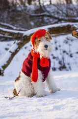Wire-haired fox terrier in Christmas outfit