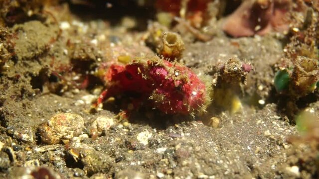 Decorated frog fish on a night hunt. Baby frog fish during a night dive in Bali.