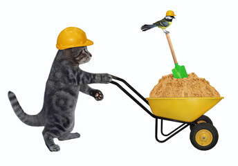 A gray cat builder in a construction helmet pushes a wheel barrow full of sand. White background. Isolated.