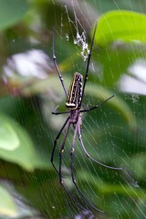 spider on a web