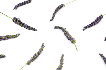 Lavender flowers on a white background, isolate. Lavender flower pattern