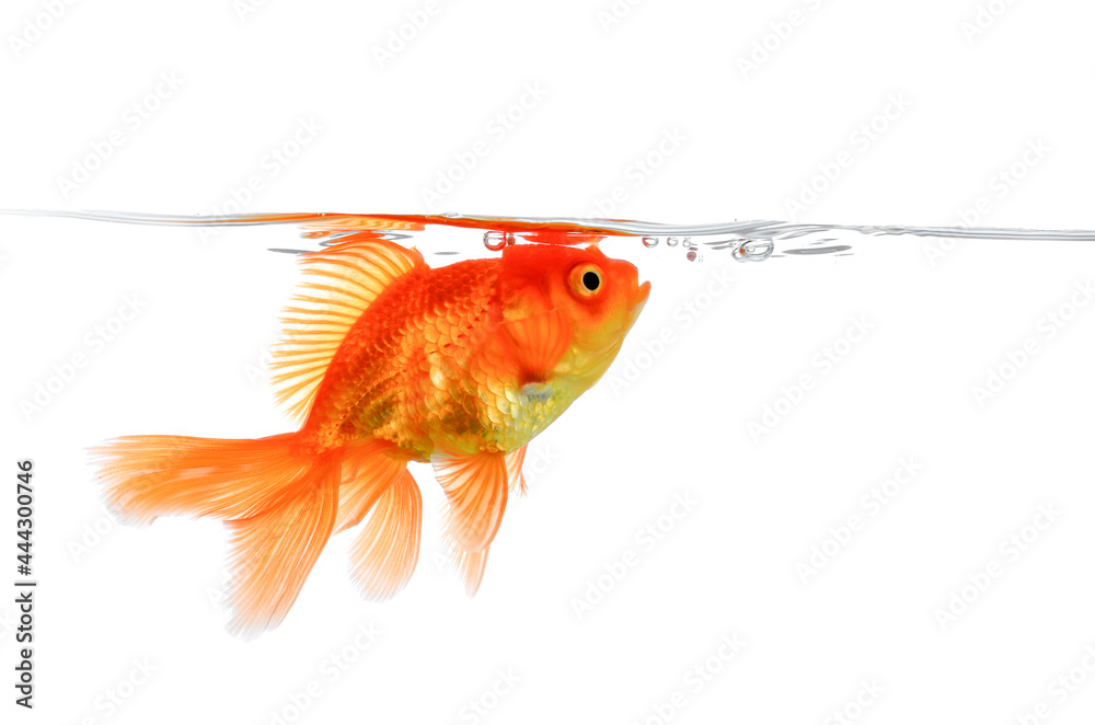 Wall mural goldfish isolated on white background.