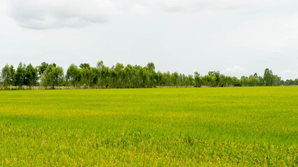 landscape with grass and sky