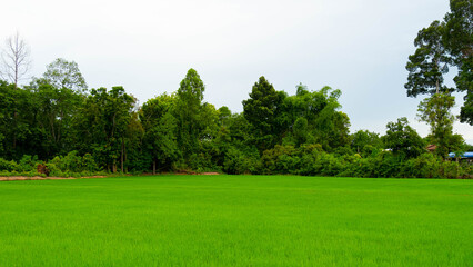 Obraz premium landscape with trees and sky