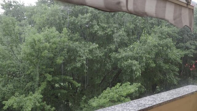 violent rain showers during a summer storm shaking the treetops