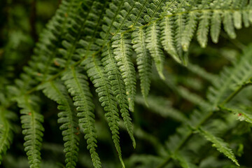 Fototapeta na wymiar Close-up of fern leaves