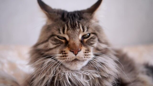 Adult big sleepy maincoon lie down on the bed, tired, looks away in surprise. hairy furry striped mustache cat indoor on clear wall soft background. HD horizontal slow motion video. camera is moving