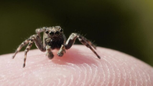 Jumping Spider insect, family Salticidae, on the human skin of hand, macro closeup