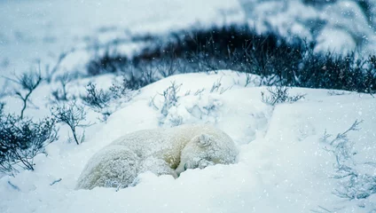 Fotobehang Young polar bear sleeping © outdoorsman