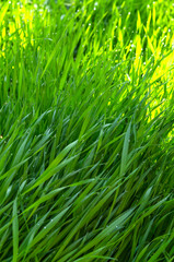 green grass background