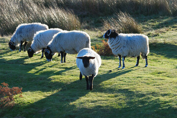 Sheep in British national parks