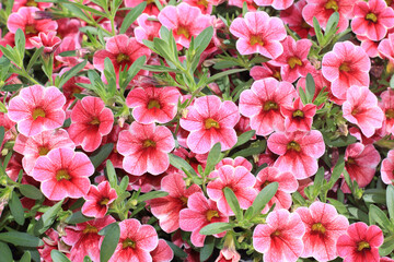 The view on the small pinkish red petunia blooming in the summer